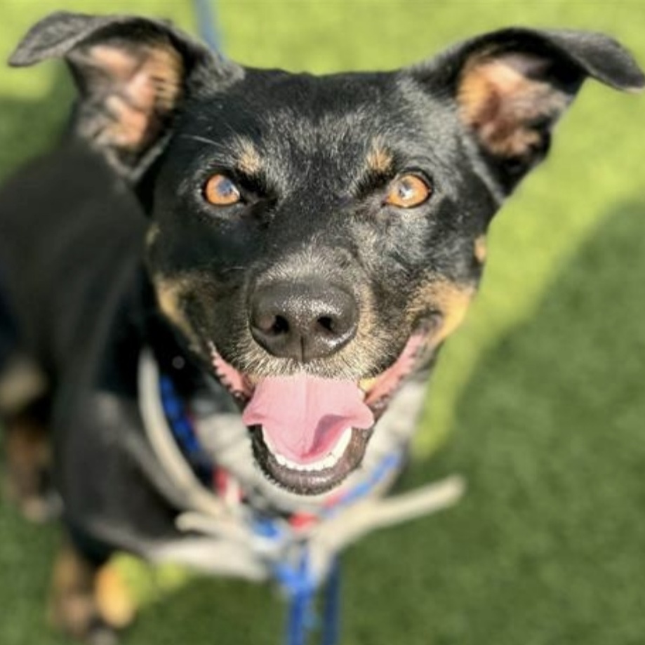 Dog for adoption Yogi, a Dachshund in Hooksett, NH Petfinder