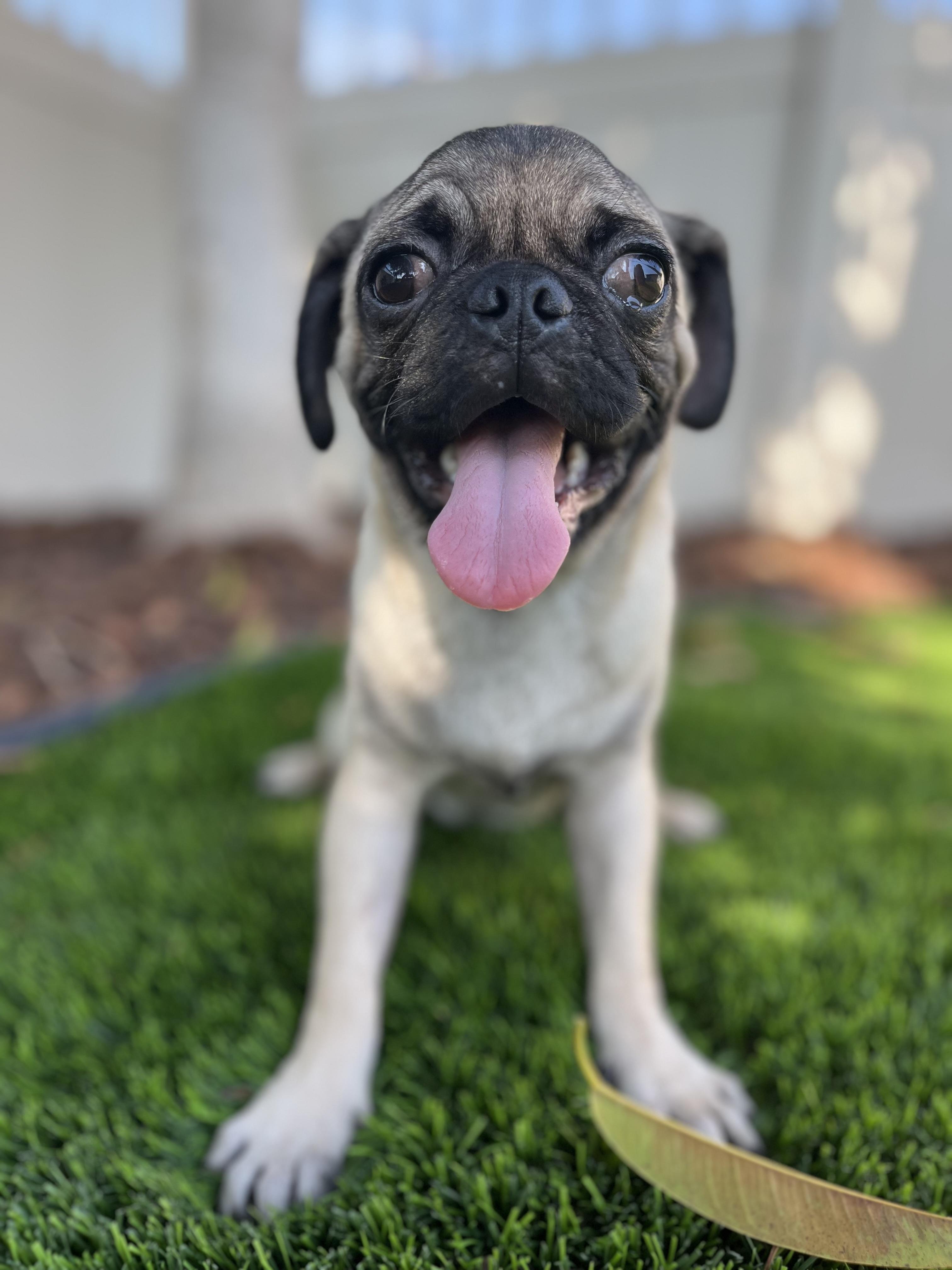 Biscuit