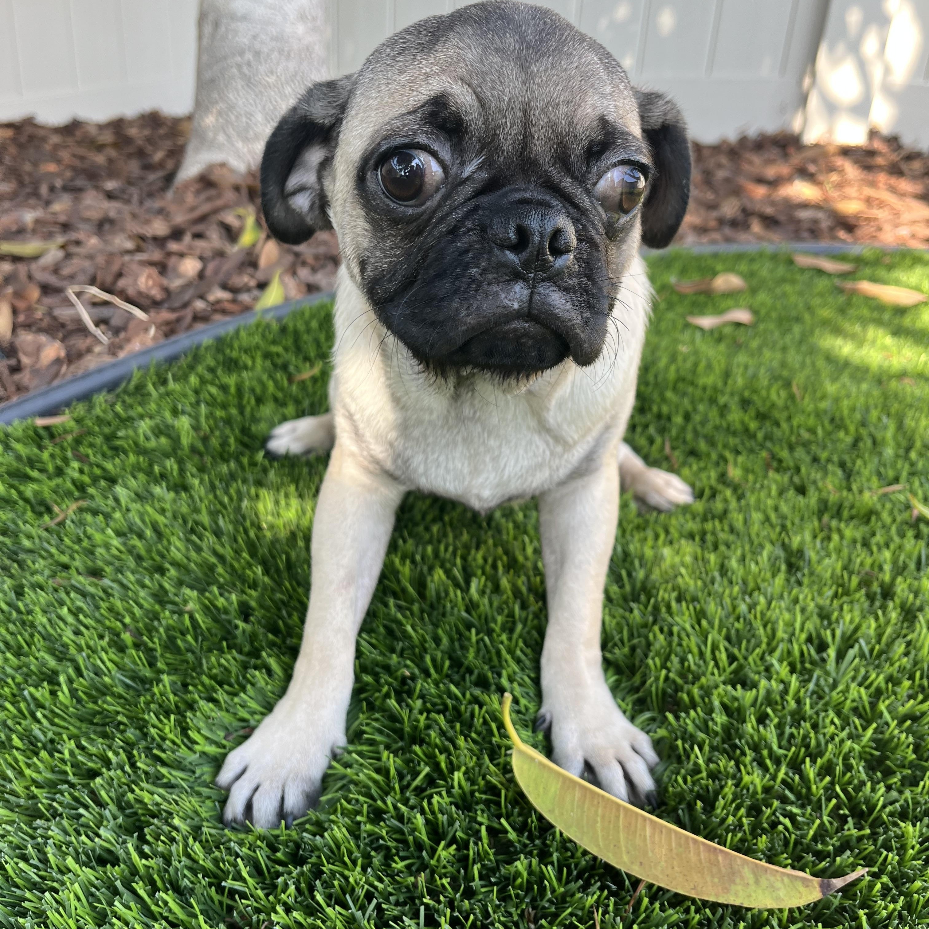 Biscuit