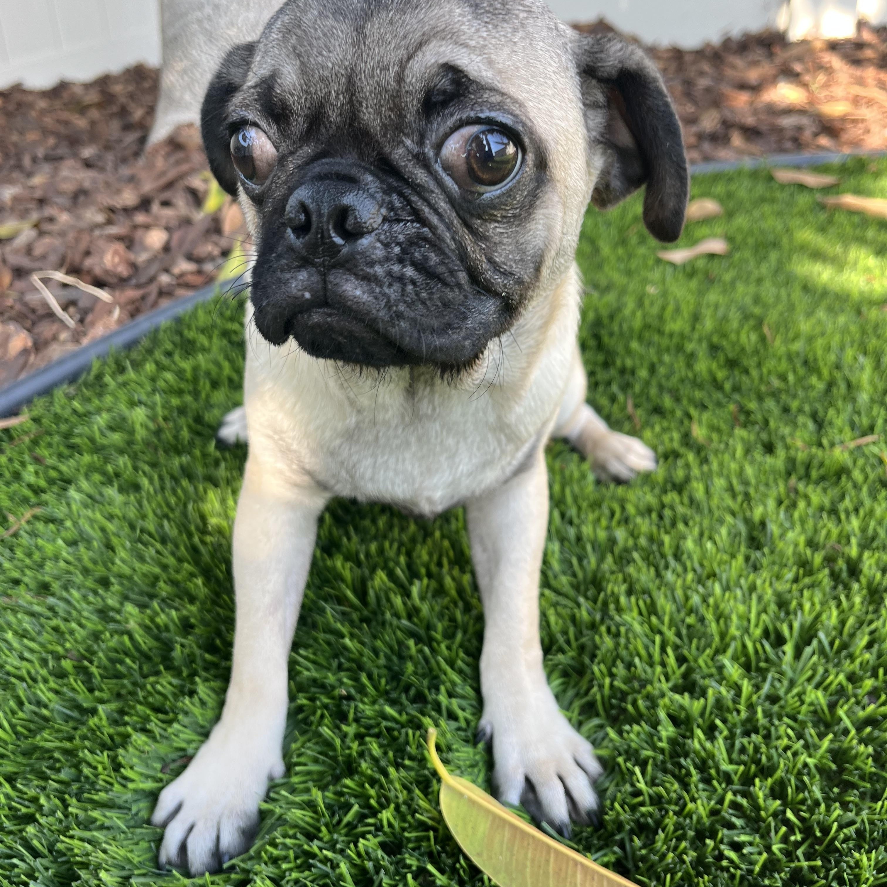 Biscuit