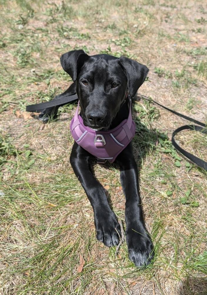 Enlarge Tarja, a Adoptable mixed breed in Fort Lupton, CO image 1/6