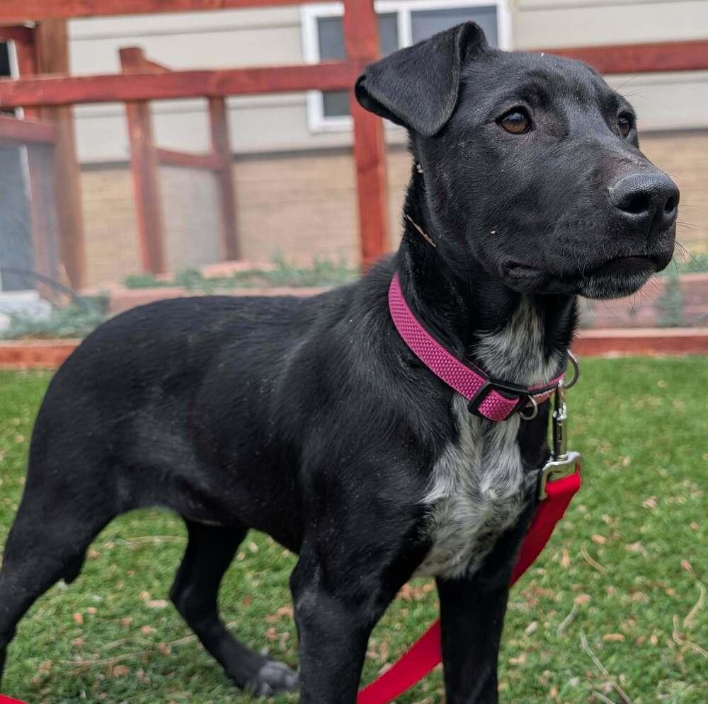 Enlarge Tarja, a Adoptable mixed breed in Fort Lupton, CO image 3/6