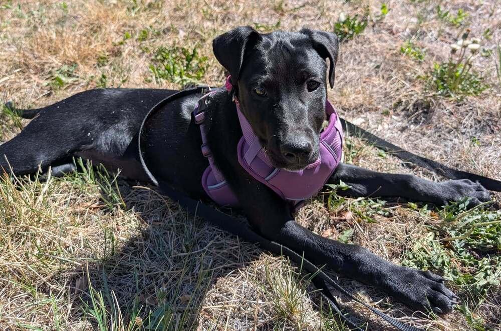 Enlarge Tarja, a Adoptable mixed breed in Fort Lupton, CO image 4/6