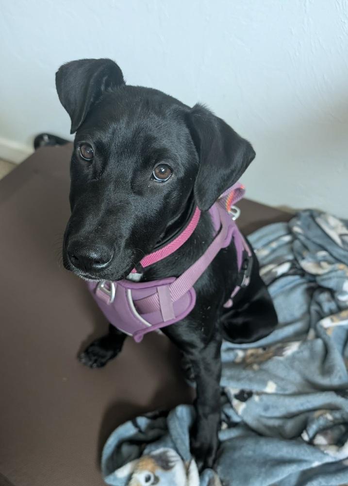 Enlarge Tarja, a Adoptable mixed breed in Fort Lupton, CO image 5/6