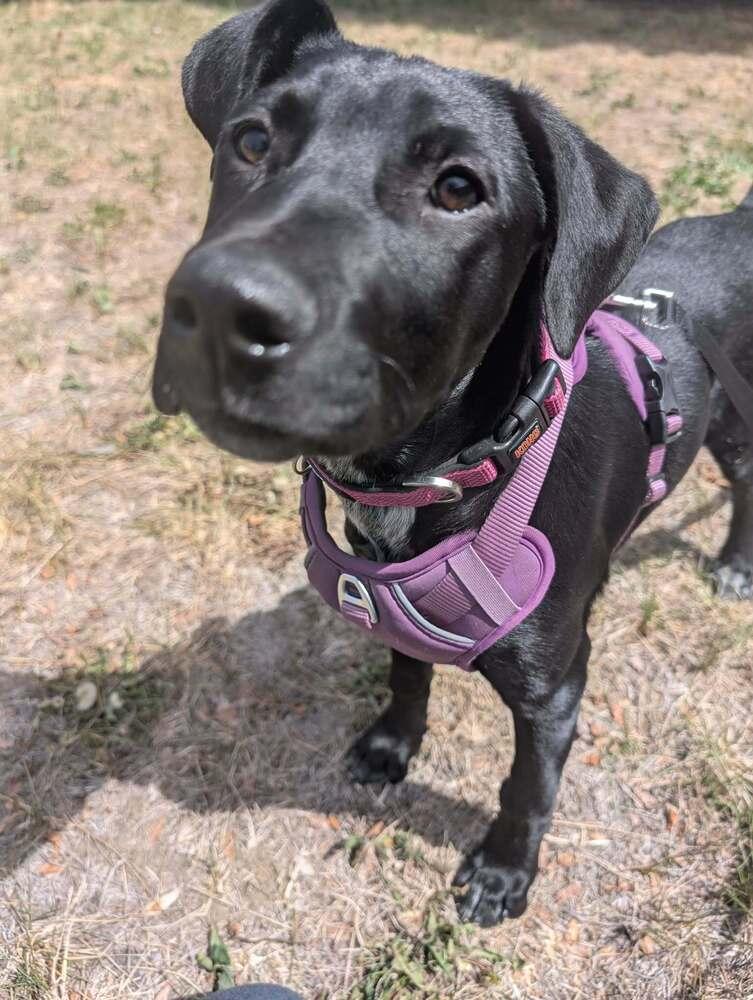 Enlarge Tarja, a Adoptable mixed breed in Fort Lupton, CO image 6/6