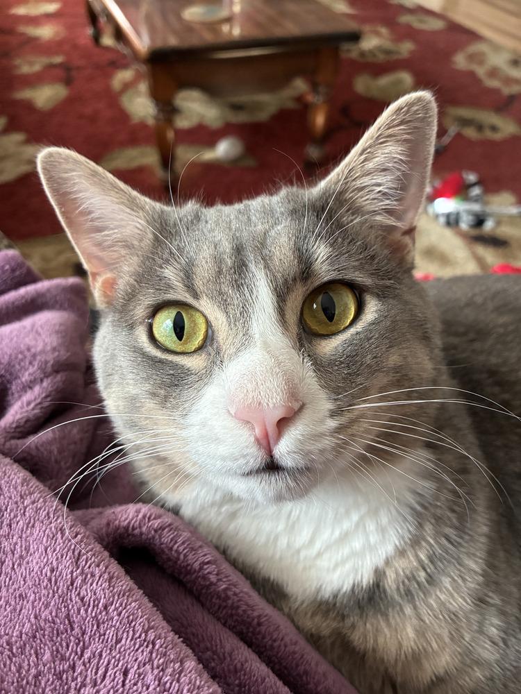 Enlarge Smokey, a Adoptable Domestic Short Hair in Henrico, VA image 1/6