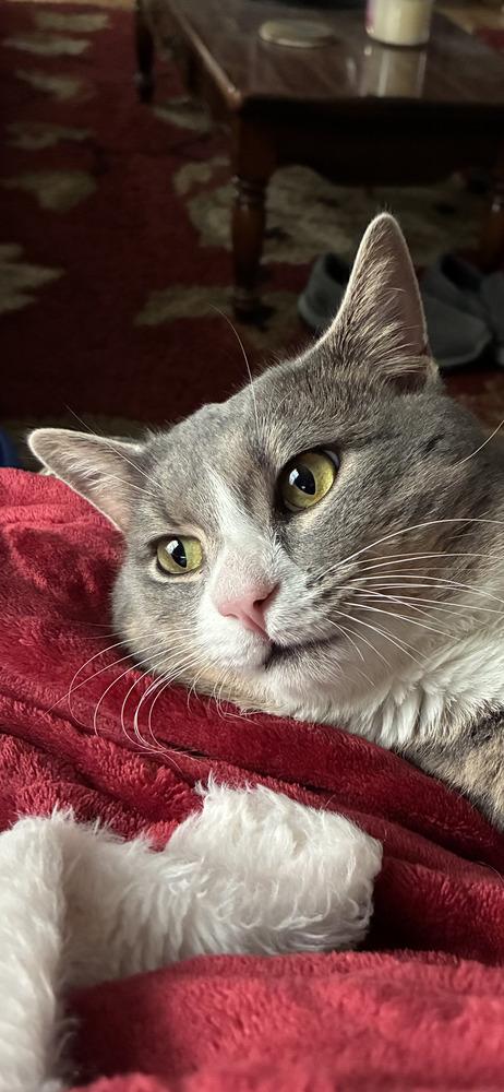 Enlarge Smokey, a Adoptable Domestic Short Hair in Henrico, VA image 1/6