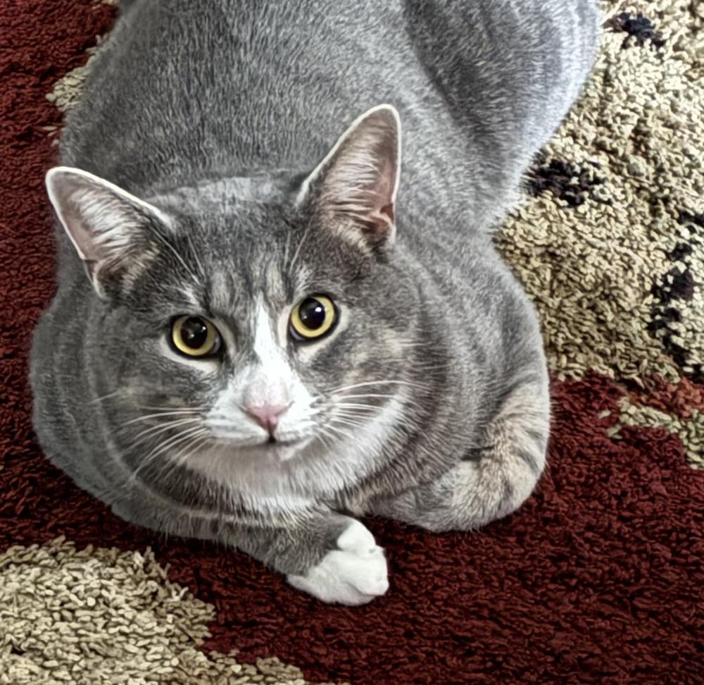 Enlarge Smokey, a Adoptable Domestic Short Hair in Henrico, VA image 2/6