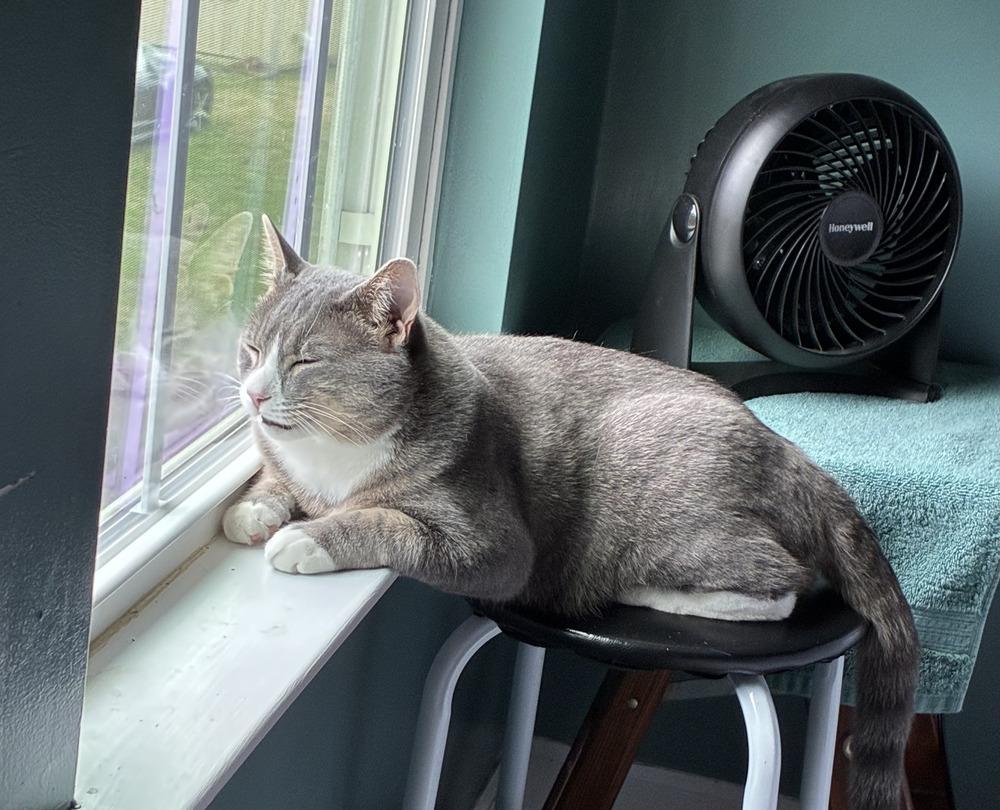 Enlarge Smokey, a Adoptable Domestic Short Hair in Henrico, VA image 3/6