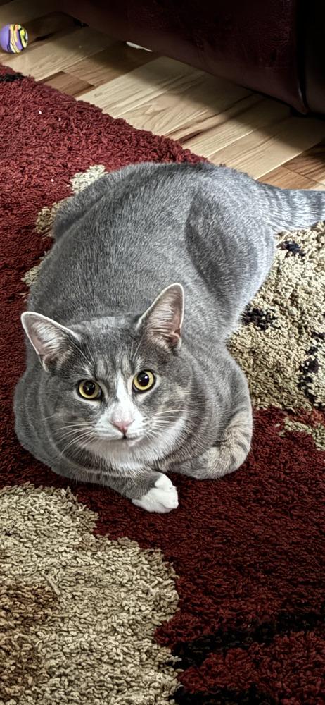 Enlarge Smokey, a Adoptable Domestic Short Hair in Henrico, VA image 2/6