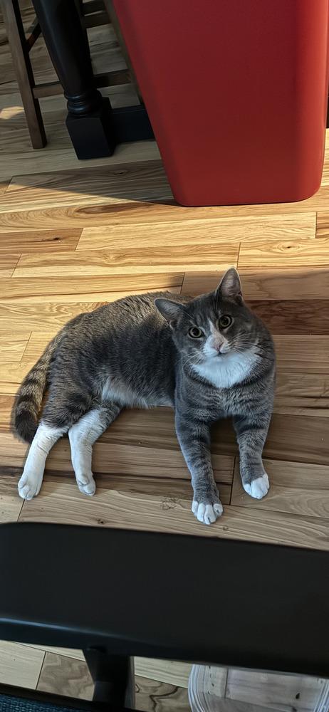 Enlarge Smokey, a Adoptable Domestic Short Hair in Henrico, VA image 3/6