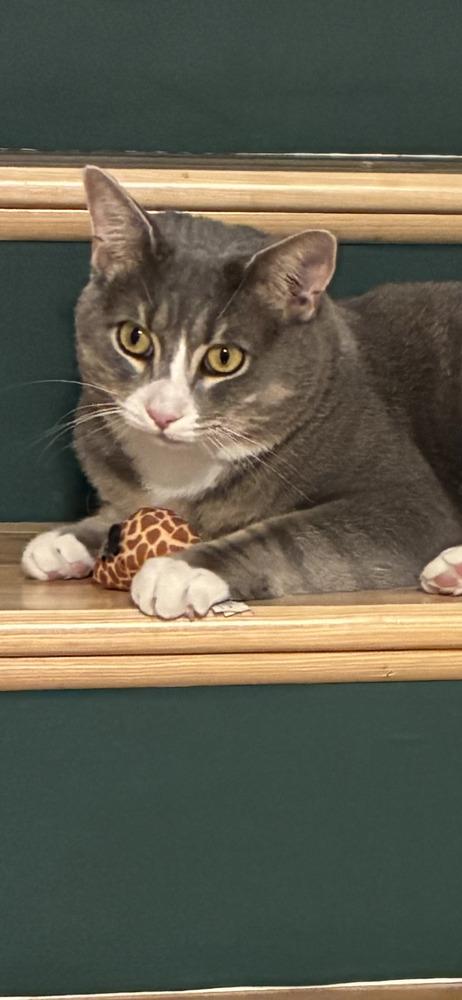 Enlarge Smokey, a Adoptable Domestic Short Hair in Henrico, VA image 6/6