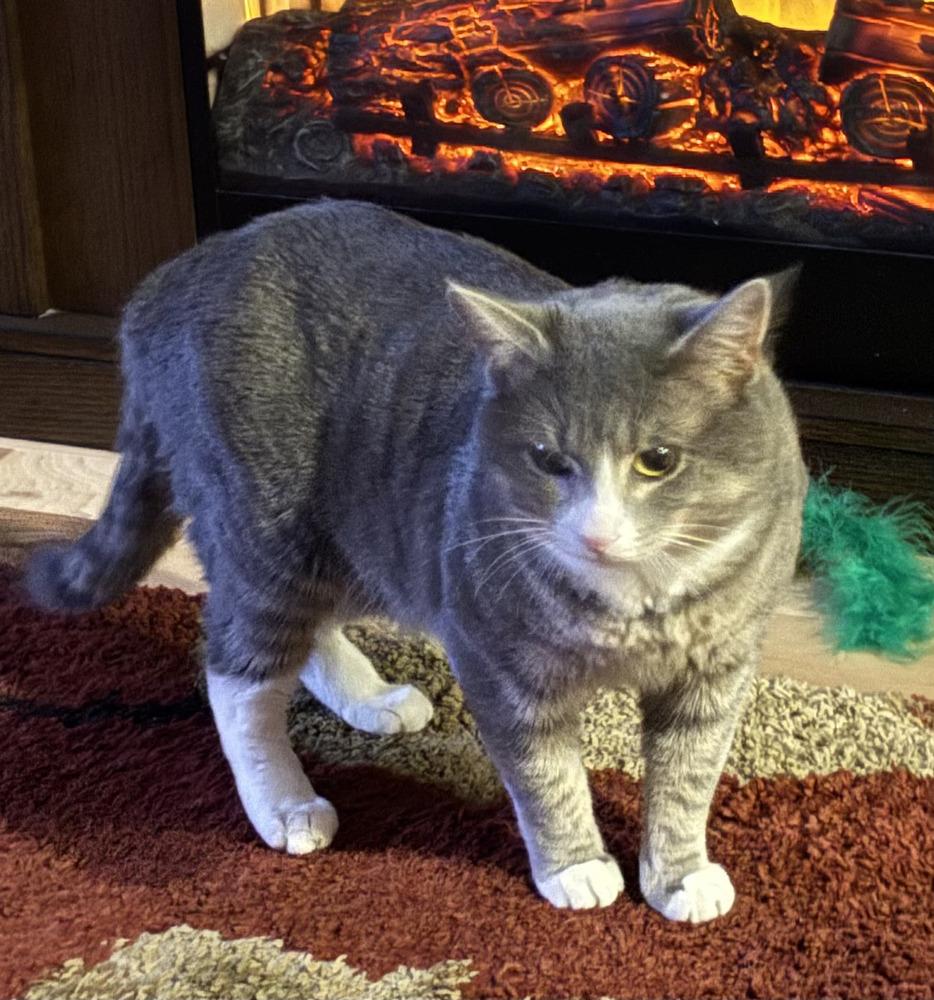 Enlarge Smokey, a Adoptable Domestic Short Hair in Henrico, VA image 4/6