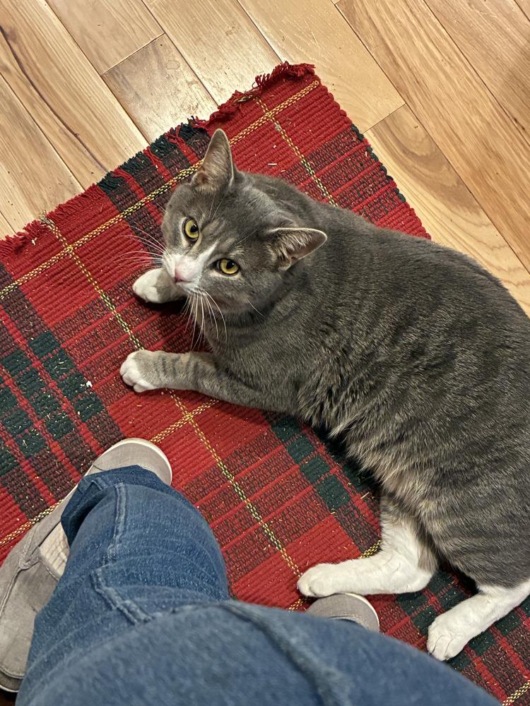 Enlarge Smokey, a Adoptable Domestic Short Hair in Henrico, VA image 5/6