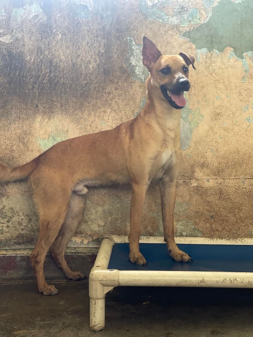 Enlarge Merlin, a Adoptable Mixed Breed in San Juan, PR image 1/2