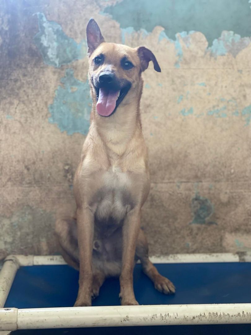 Enlarge Merlin, a Adoptable Mixed Breed in San Juan, PR image 2/2