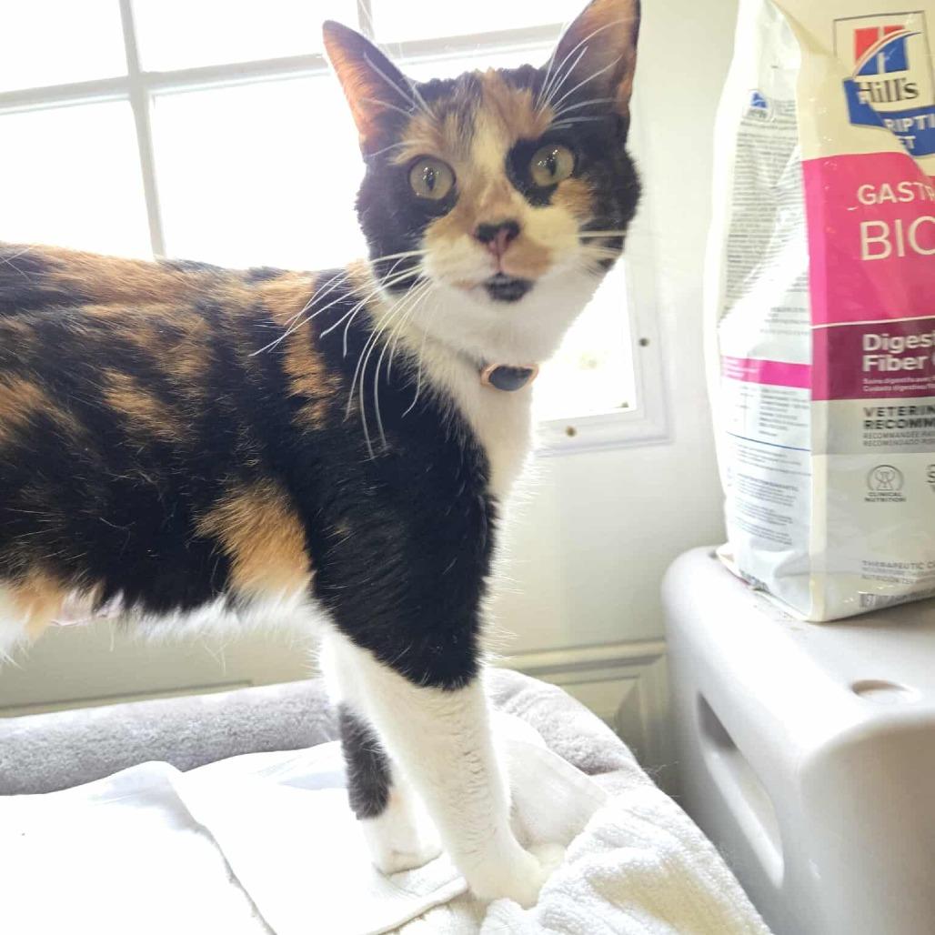 Ronda Rousey, a Adoptable Domestic Short Hair in Flower Mound, TX image 1/6