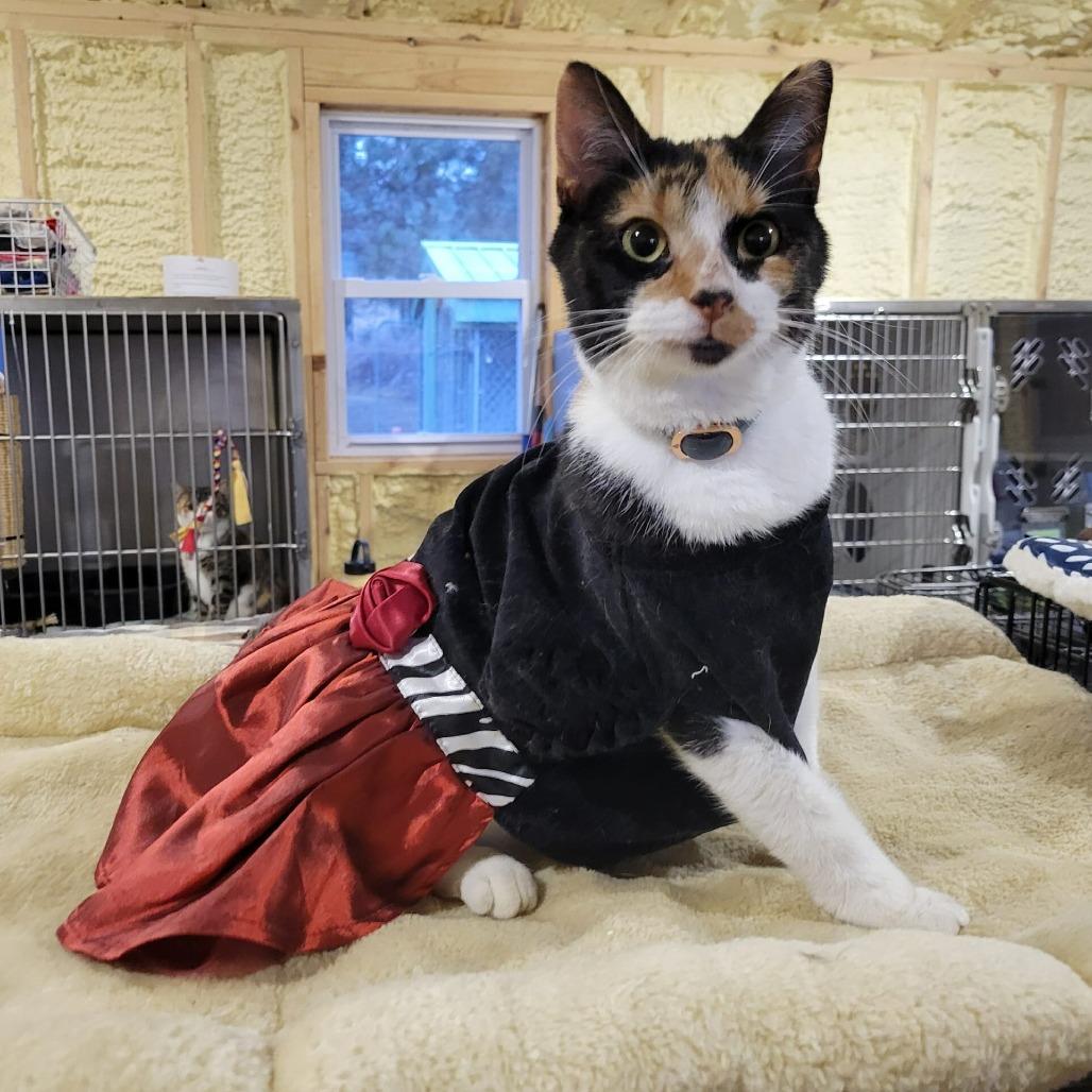 Ronda Rousey, a Adoptable Domestic Short Hair in Flower Mound, TX image 2/6