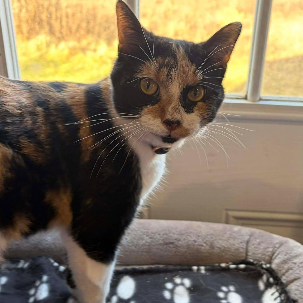 Ronda Rousey, a Adoptable Domestic Short Hair in Flower Mound, TX image 3/6