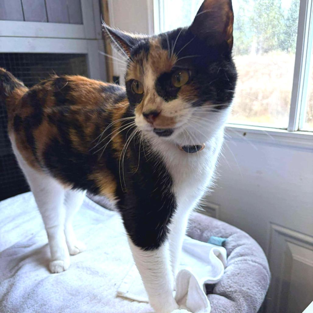 Ronda Rousey, a Adoptable Domestic Short Hair in Flower Mound, TX image 4/6