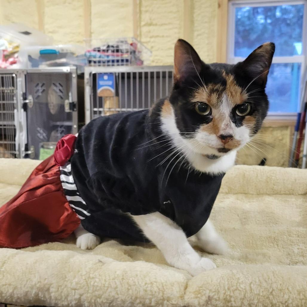 Ronda Rousey, a Adoptable Domestic Short Hair in Flower Mound, TX image 5/6