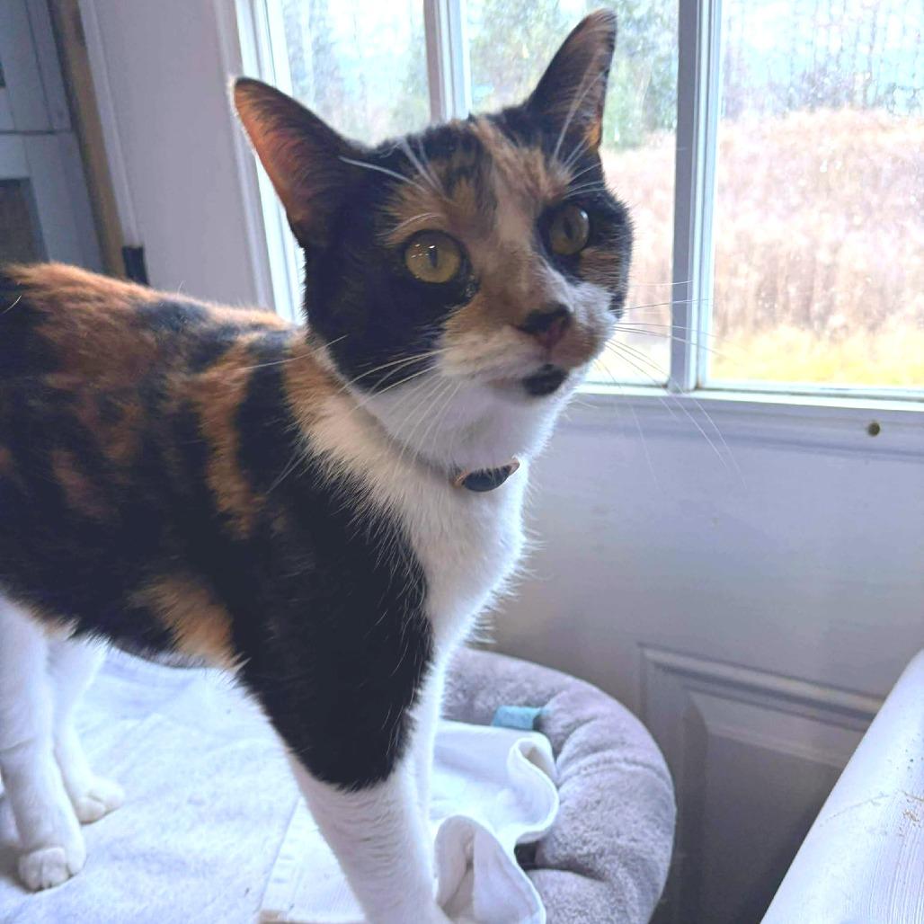 Ronda Rousey, a Adoptable Domestic Short Hair in Flower Mound, TX image 6/6