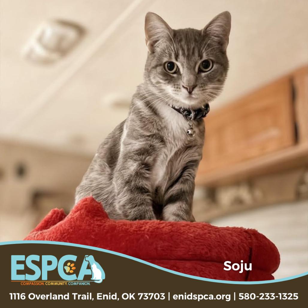 Enlarge Soju, a Adoptable Domestic Short Hair in Enid, OK image 1/2
