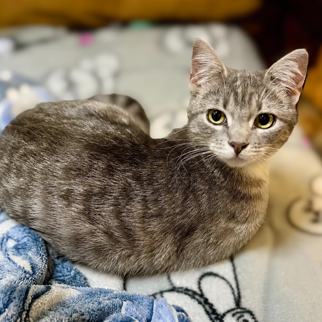 Enlarge Soju, a Adoptable Domestic Short Hair in Enid, OK image 2/2