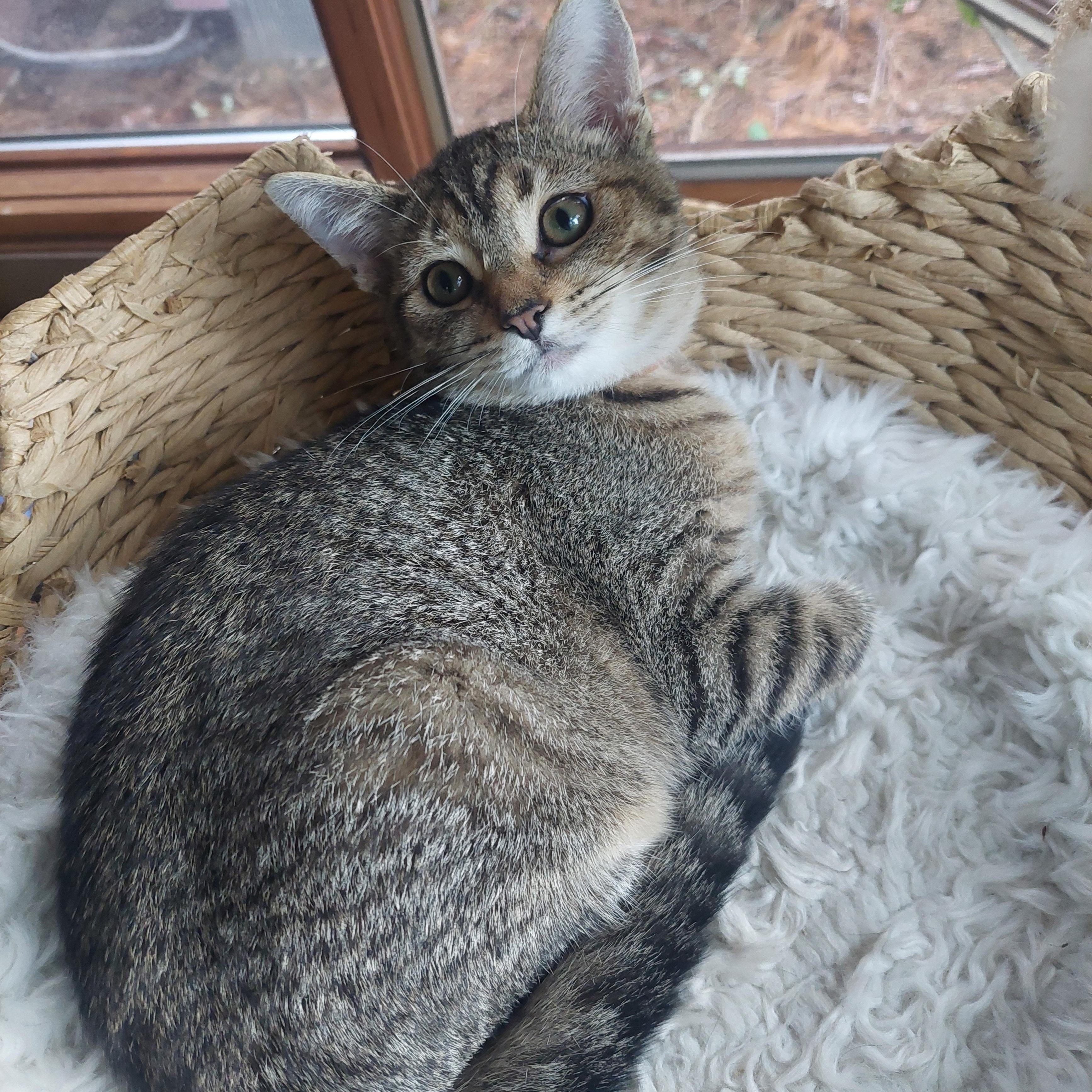 Enlarge Iris, a Adopted Domestic Short Hair in Menasha, WI image 1/4