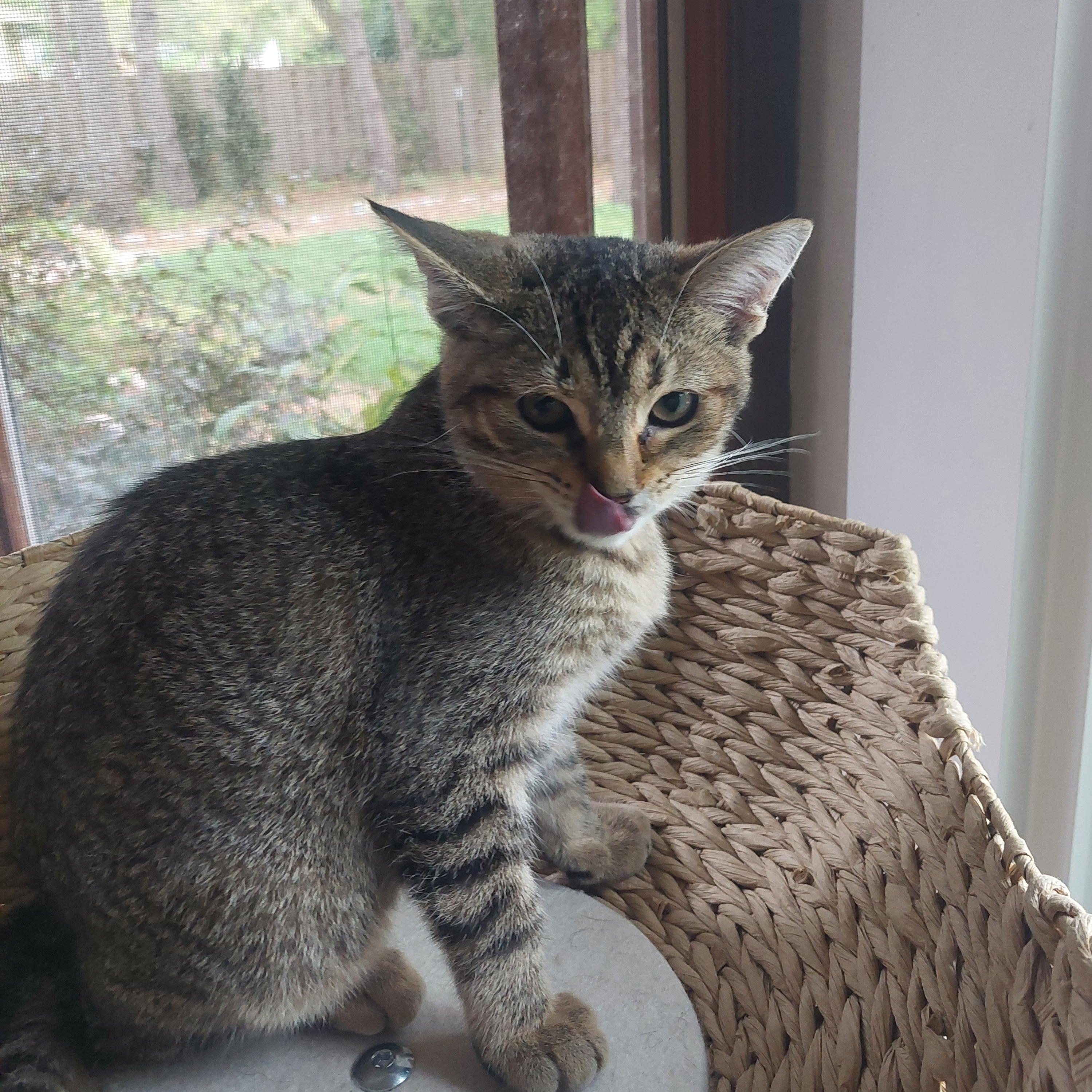 Enlarge Iris, a Adopted Domestic Short Hair in Menasha, WI image 2/4