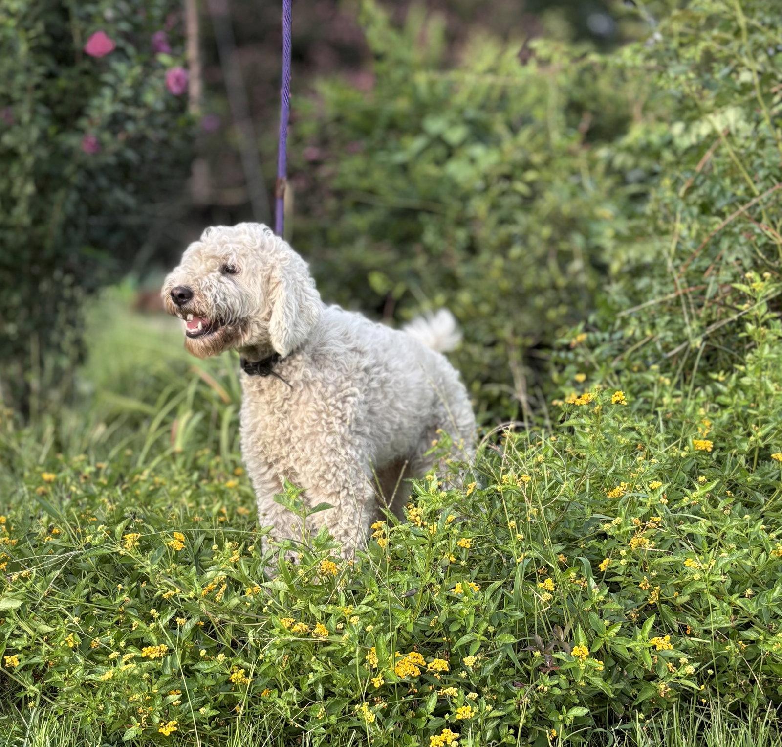 Kenzo- 18 mnths SUPER SWEET DOODLE-$425, Adopted, Young Male Poodle & Golden Retriever.