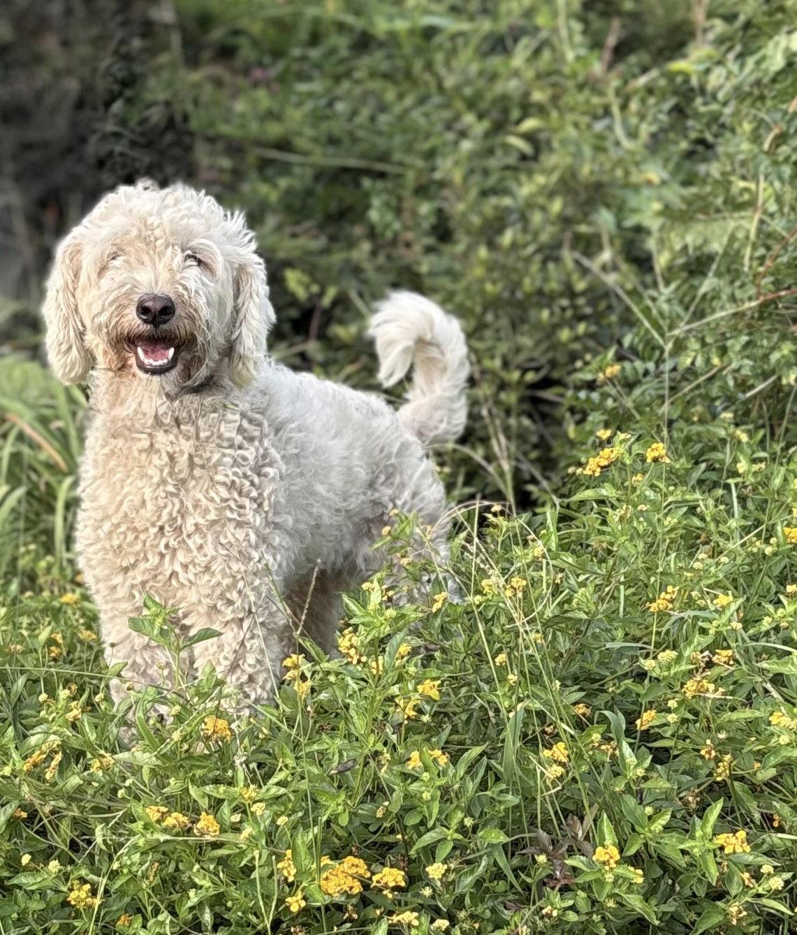 Enlarge Kenzo- 18 mnths SUPER SWEET DOODLE-$425, a Adopted mixed breed in Holly Hill, SC image 2/2