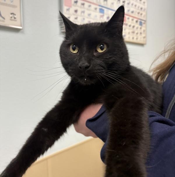 Max, Adoptable, Adult Male Domestic Short Hair.