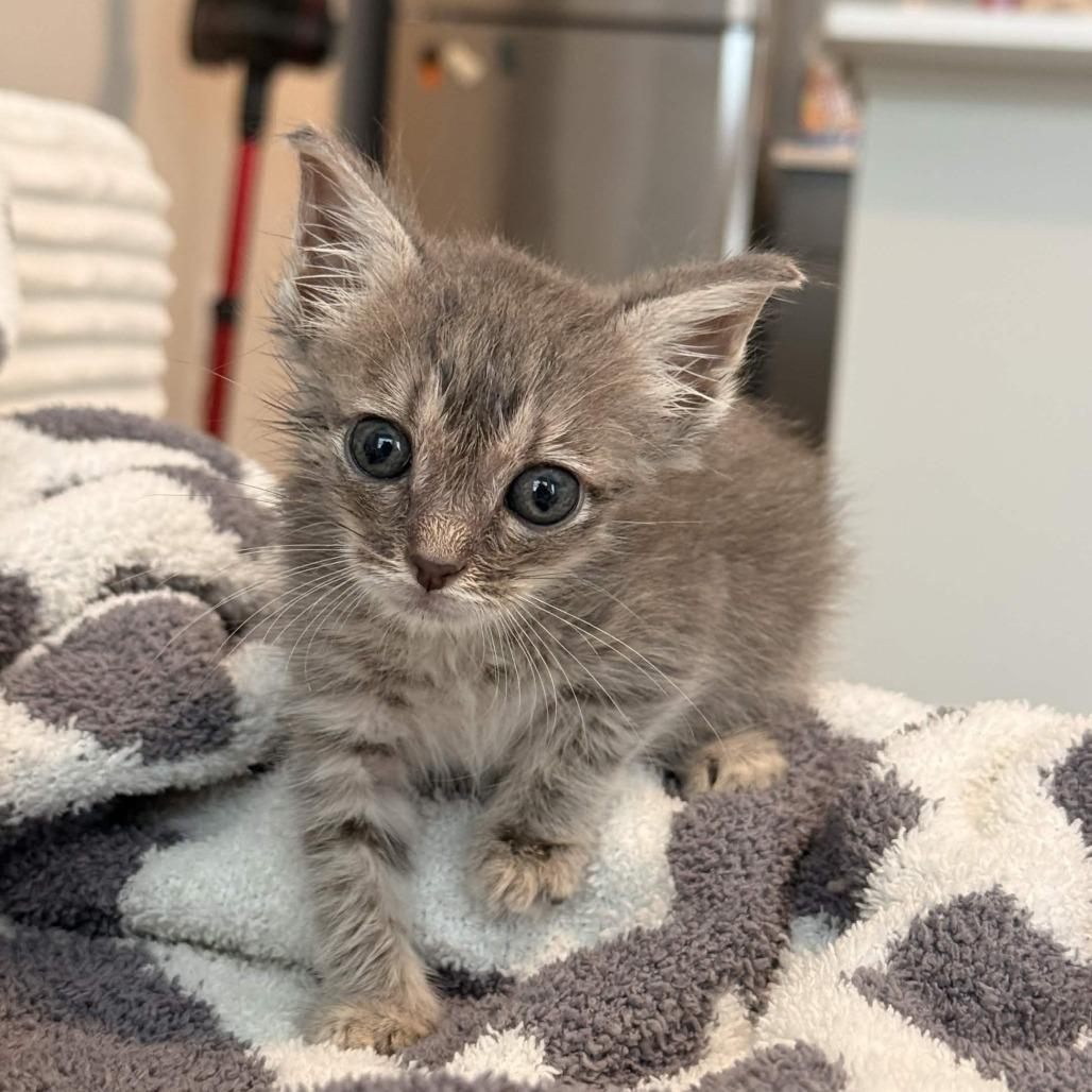 Moo Moo Meadows, Adoptable, Kitten Male Domestic Short Hair.