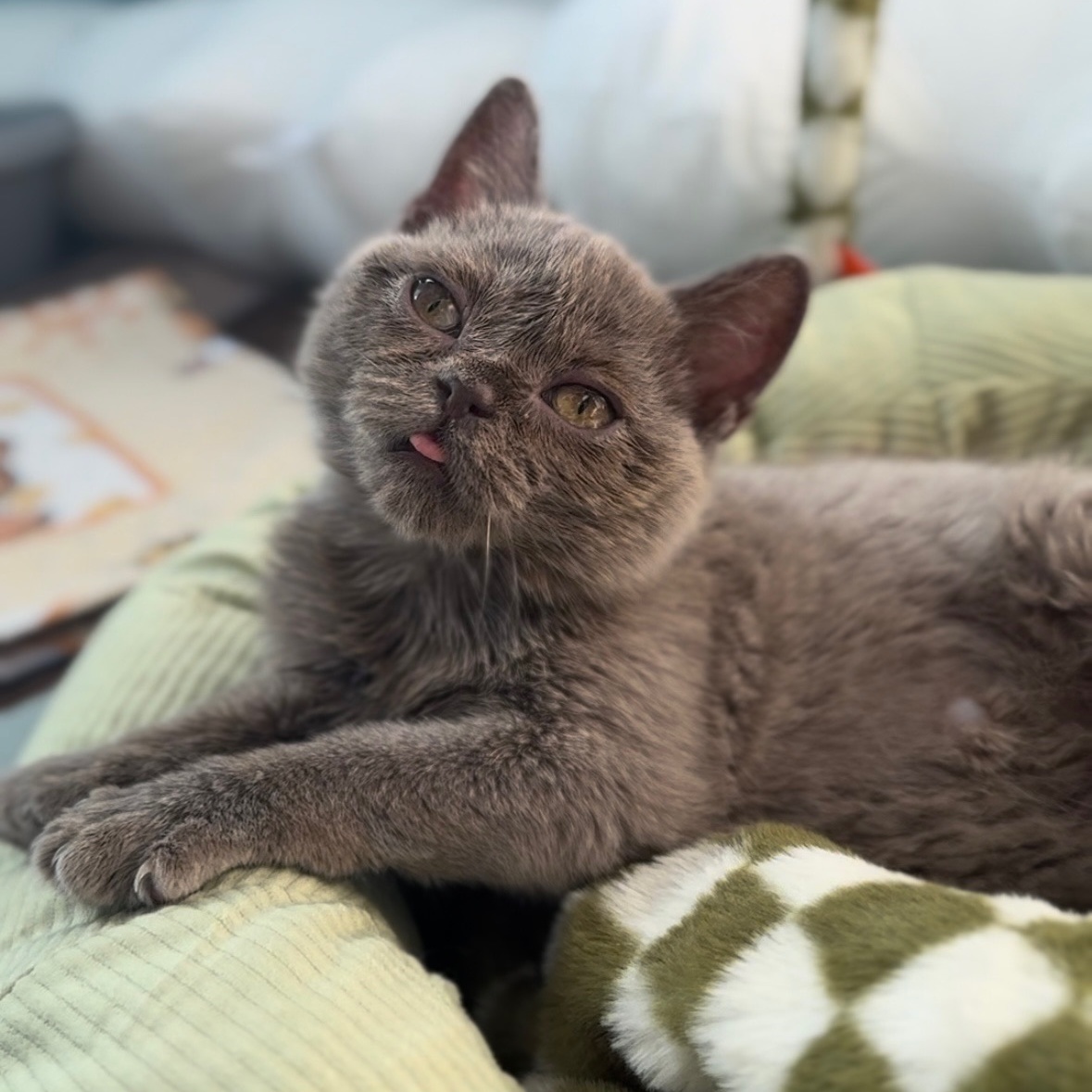 Uh Oh ***Special Needs / Bonded to Spaghettio***, Adoptable, Young Male Domestic Short Hair & Scottish Fold.