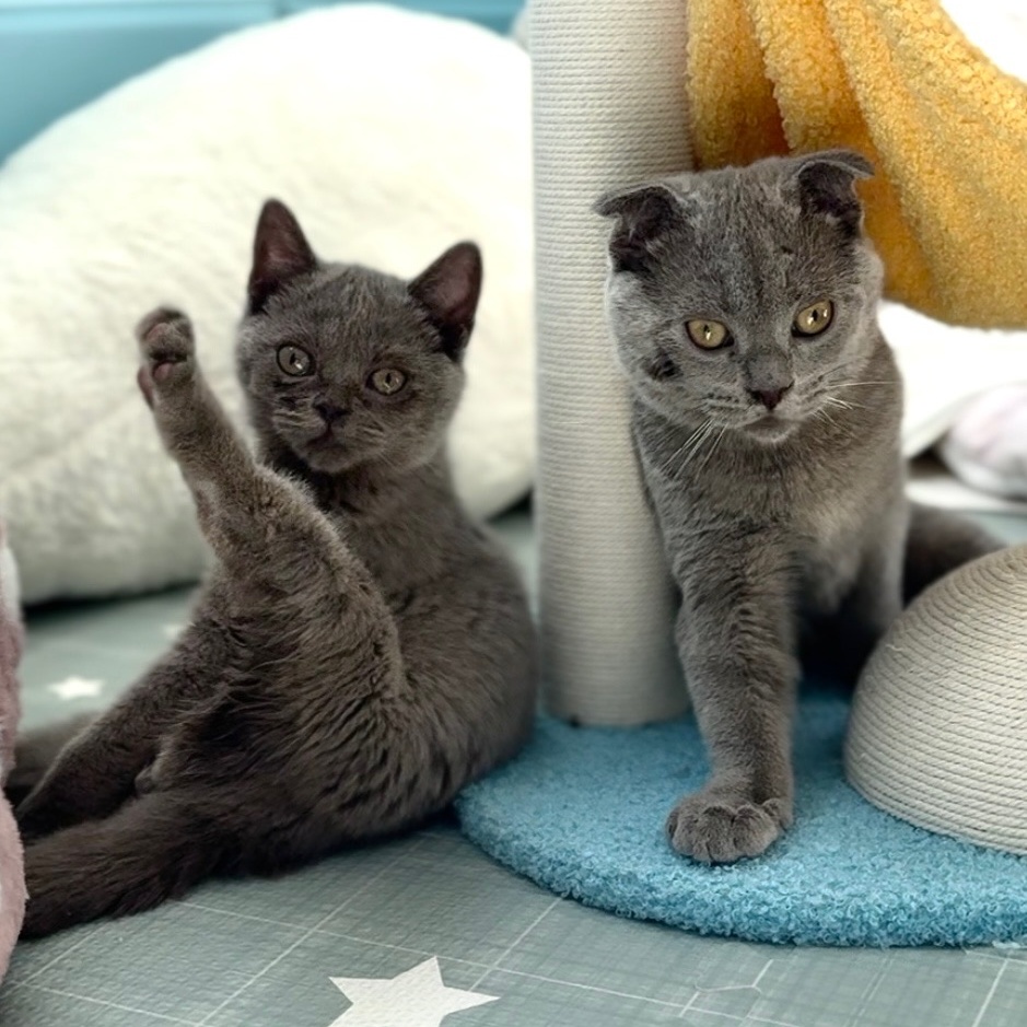 Uh Oh ***Special Needs / Bonded to Spaghettio***