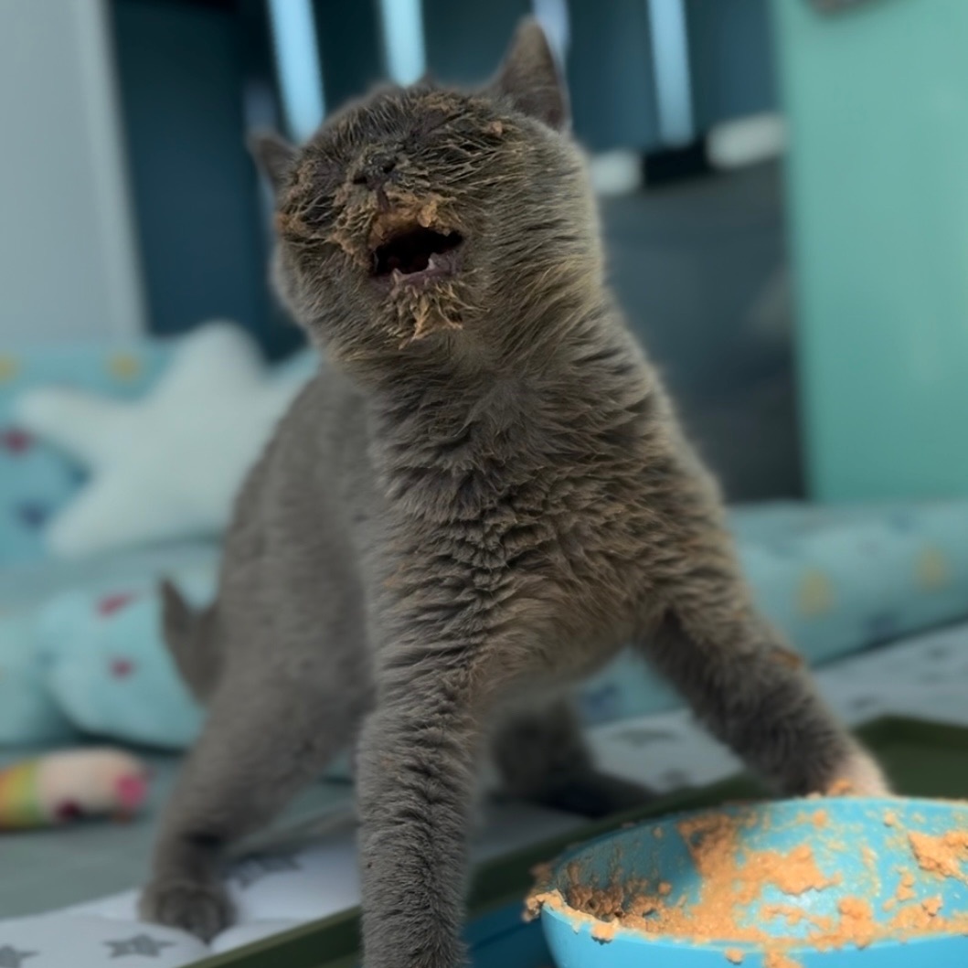 Uh Oh ***Special Needs / Bonded to Spaghettio***