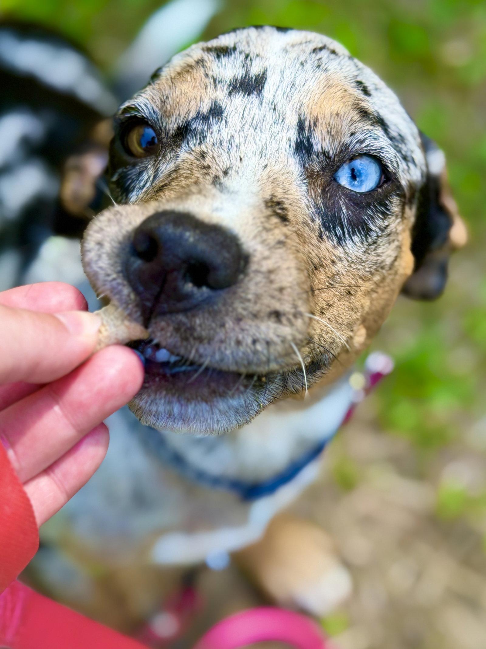 Enlarge Tess, a Adoptable Catahoula Leopard Dog in West Cornwall, CT image 1/1