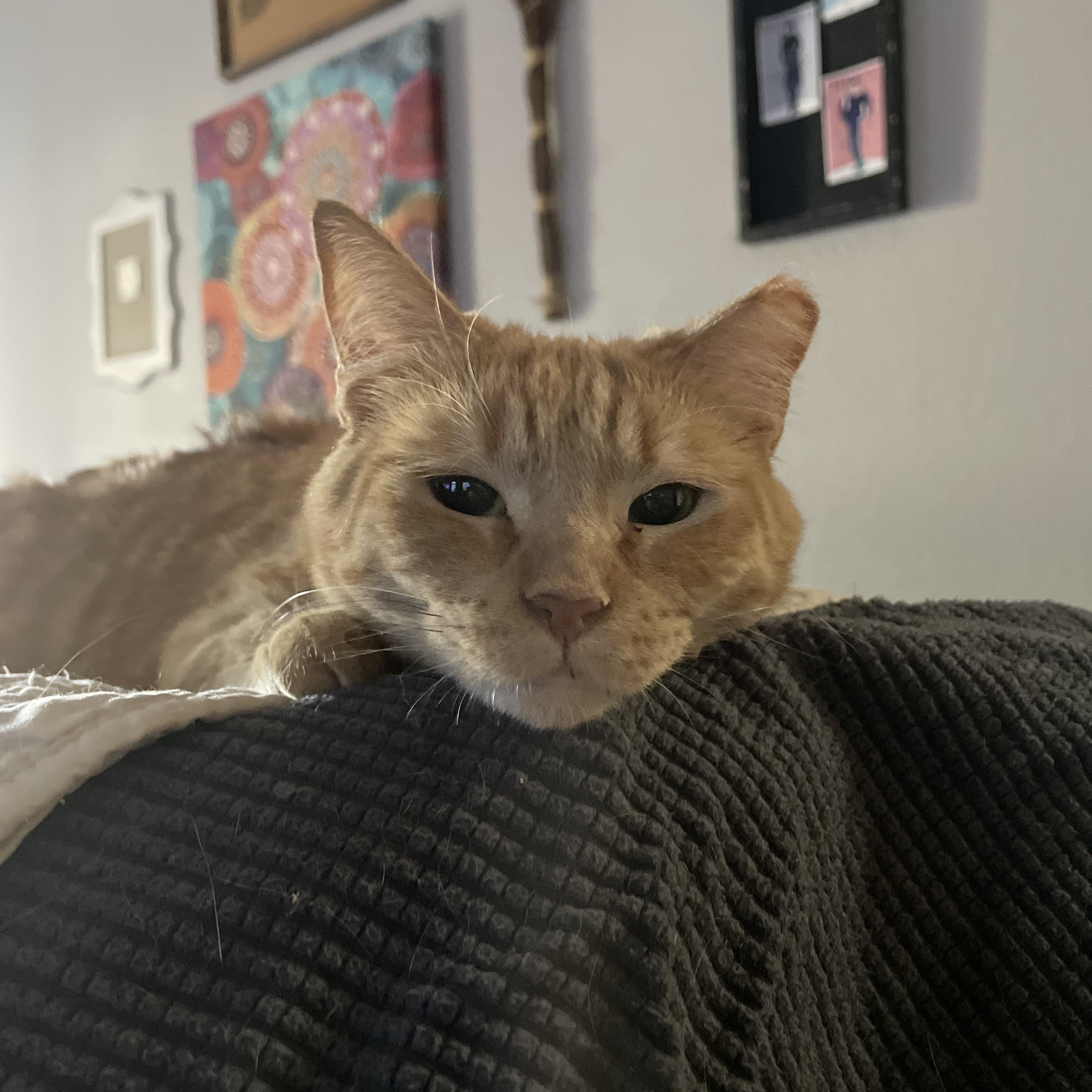 Carmella, Adoptable, Adult Female Domestic Short Hair.