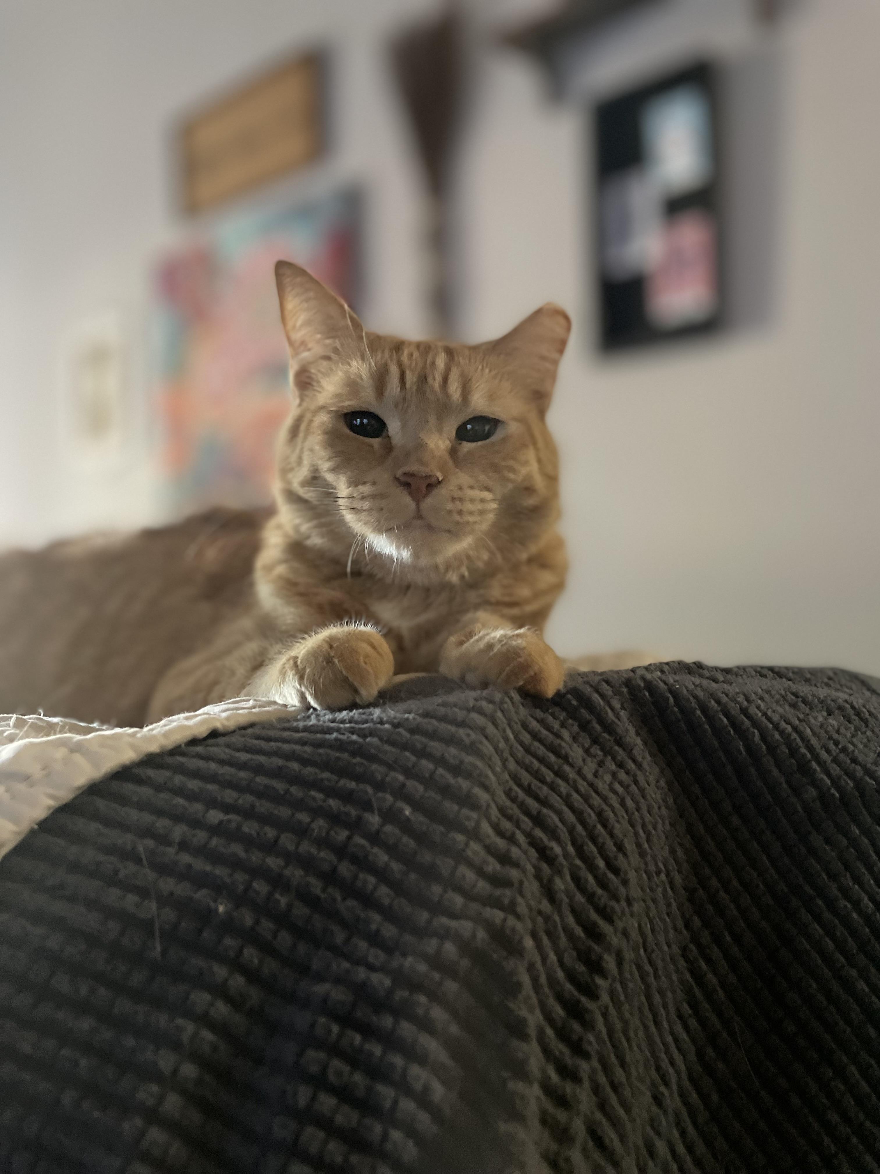 Enlarge Carmella, a Adoptable Domestic Short Hair in queen creek, AZ image 2/2