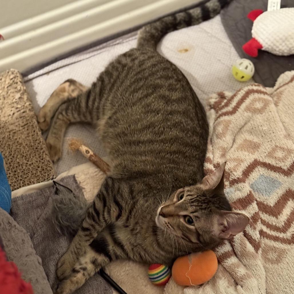 Stella — thumbnail 2