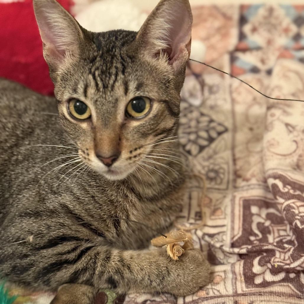 Stella — thumbnail 3