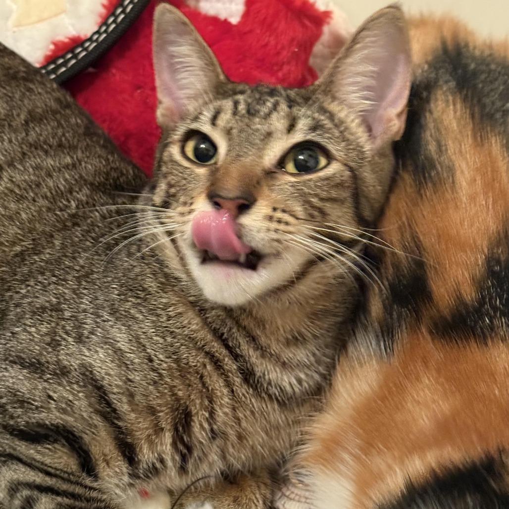 Stella — thumbnail 4