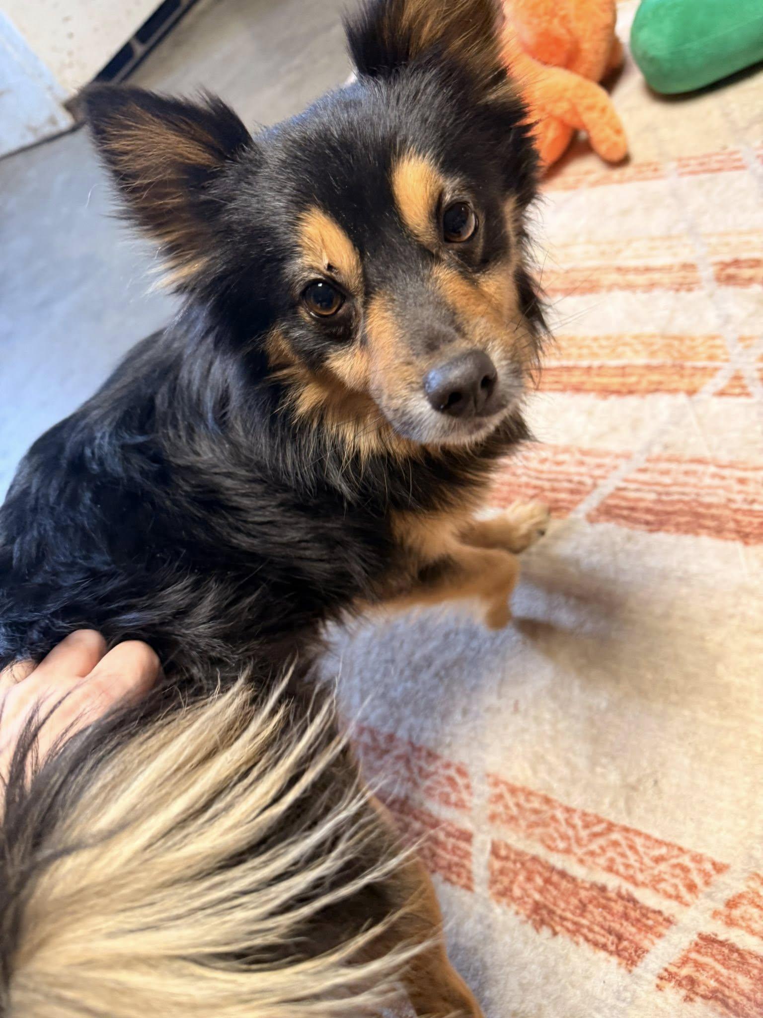 Enlarge Mitchell, an adopted mixed breed in Indianapolis, IN image 2/2