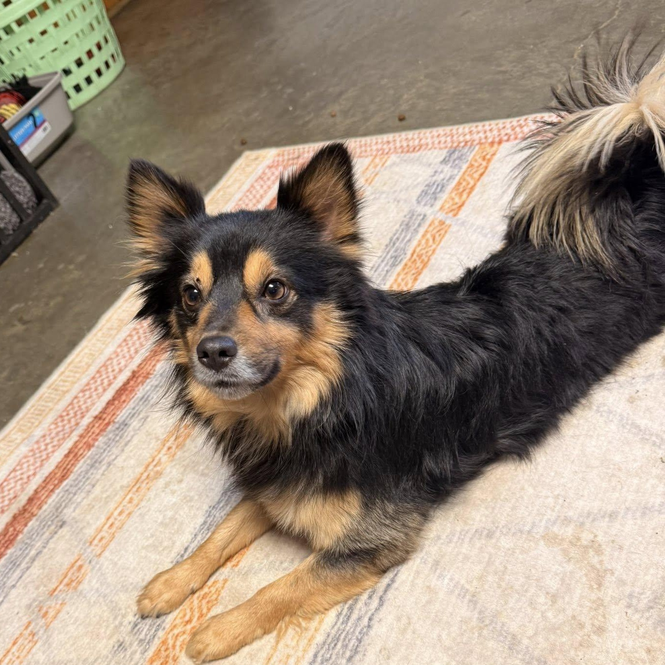 Mitchell, adopted, Adult Male Pomeranian.