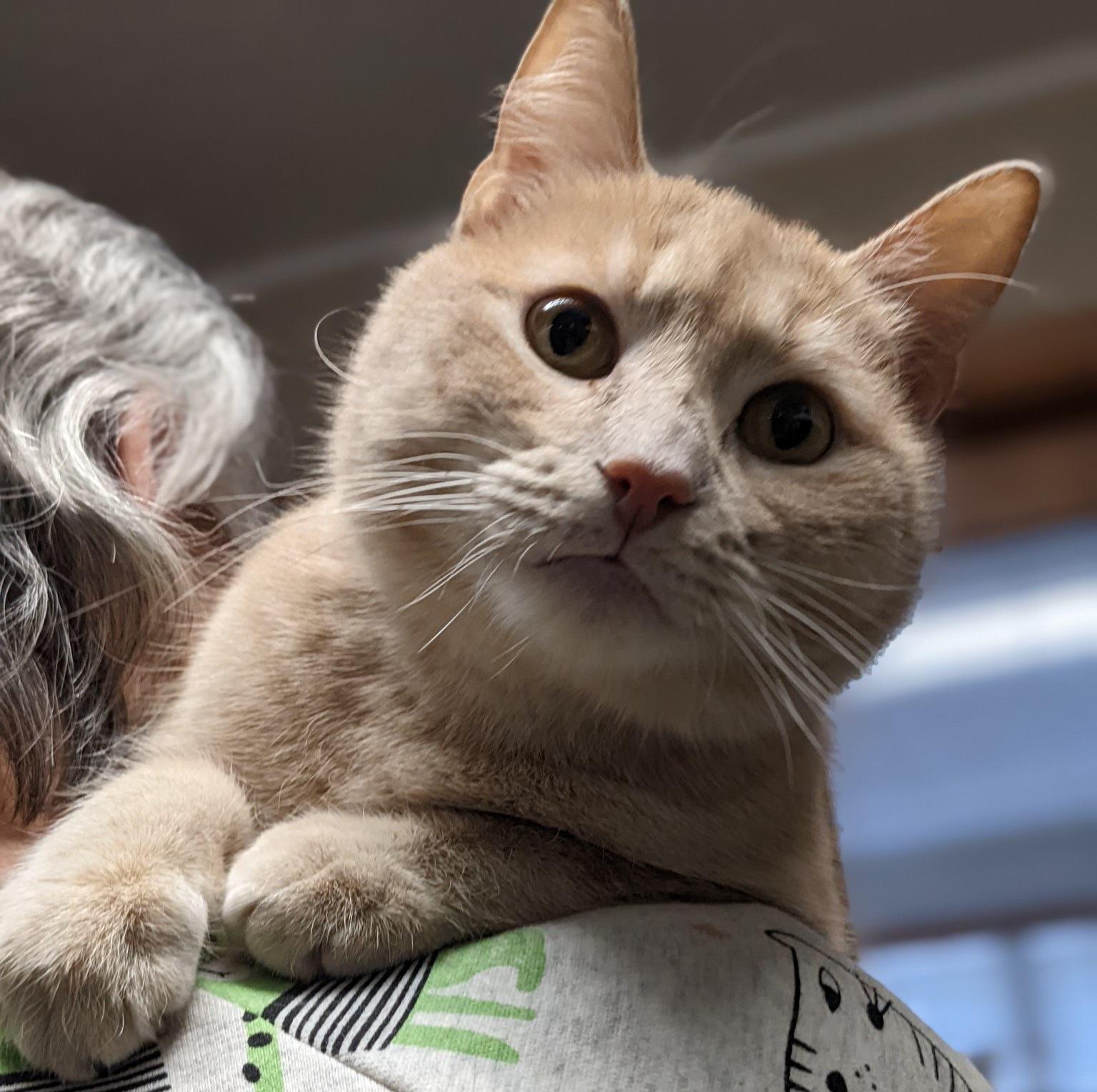 Van Gogh, a Adoptable Domestic Short Hair in Mansfield Center, CT image 1/3