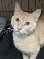 Van Gogh, an adoptable Domestic Short Hair in Mansfield Center, CT, 06250 | Photo Image 3
