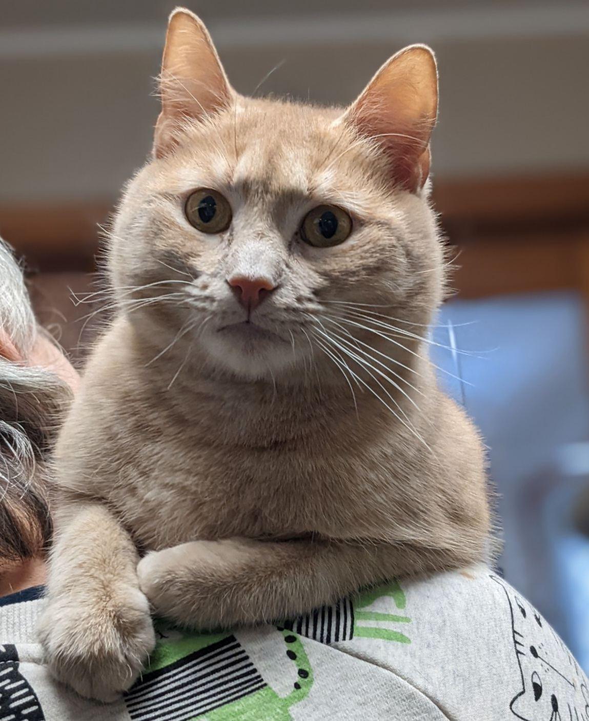 Van Gogh, a Adoptable Domestic Short Hair in Mansfield Center, CT image 2/3