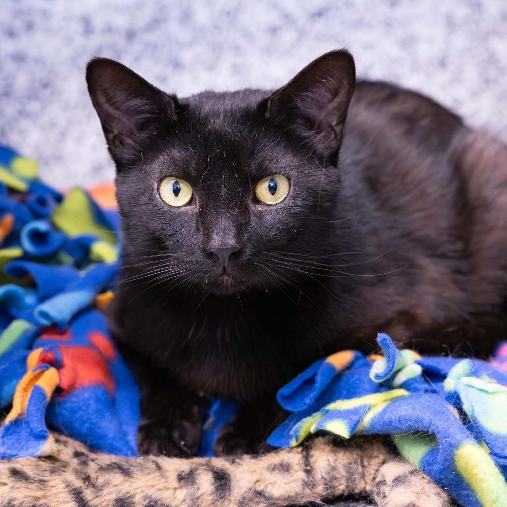 Astronomy, Adoptable, Kitten Male Domestic Short Hair.