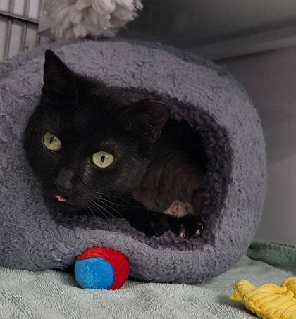 Princess — thumbnail 2